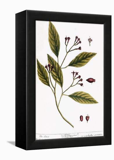 Cloves, 1735-Elizabeth Blackwell-Framed Premier Image Canvas