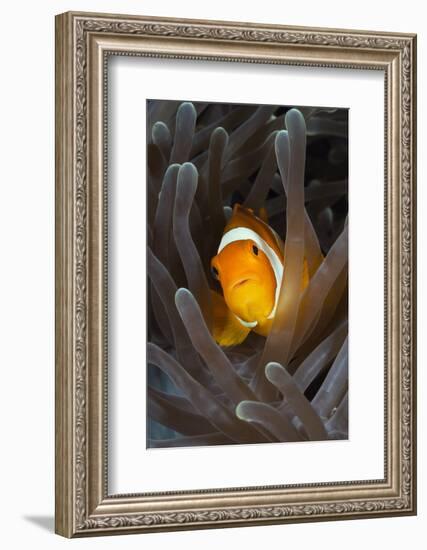 Clown Anemonefish (Amphiprion Ocellaris), Raja Ampat, West Papua, Indonesia-Reinhard Dirscherl-Framed Photographic Print