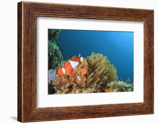 Clown Anemonefish in Anemone on Underwater Coral Reef-Rich Carey-Framed Photographic Print