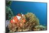 Clown Anemonefish in Anemone on Underwater Coral Reef-Rich Carey-Mounted Photographic Print