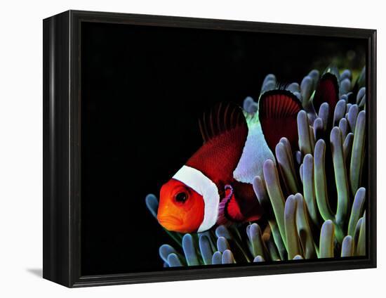 Clown Fish (Amphiprion Ocellaris)-Andrea Ferrari-Framed Premier Image Canvas