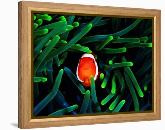 Clown Fish (Amphiprion Ocellaris)-Andrea Ferrari-Framed Premier Image Canvas