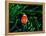 Clown Fish (Amphiprion Ocellaris)-Andrea Ferrari-Framed Premier Image Canvas