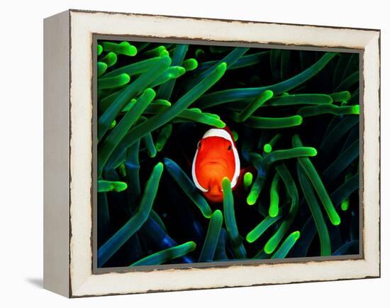 Clown Fish (Amphiprion Ocellaris)-Andrea Ferrari-Framed Premier Image Canvas