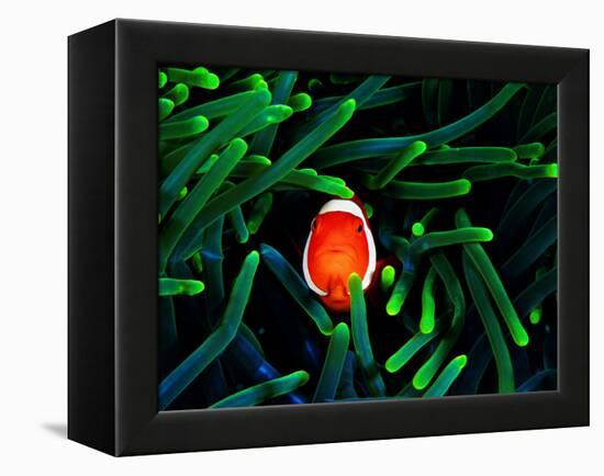 Clown Fish (Amphiprion Ocellaris)-Andrea Ferrari-Framed Premier Image Canvas