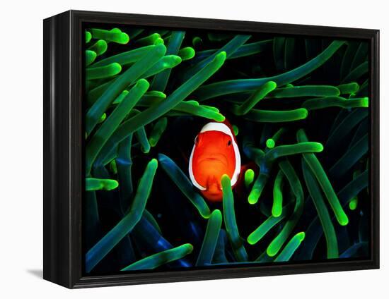 Clown Fish (Amphiprion Ocellaris)-Andrea Ferrari-Framed Premier Image Canvas