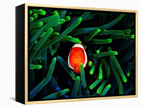 Clown Fish (Amphiprion Ocellaris)-Andrea Ferrari-Framed Premier Image Canvas