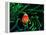 Clown Fish (Amphiprion Ocellaris)-Andrea Ferrari-Framed Premier Image Canvas