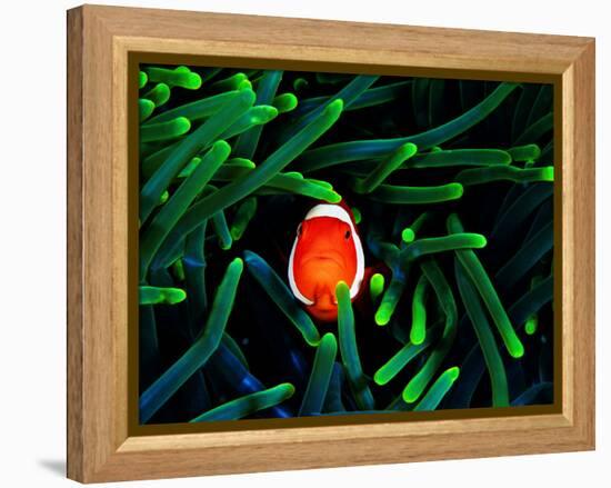 Clown Fish (Amphiprion Ocellaris)-Andrea Ferrari-Framed Premier Image Canvas