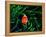 Clown Fish (Amphiprion Ocellaris)-Andrea Ferrari-Framed Premier Image Canvas