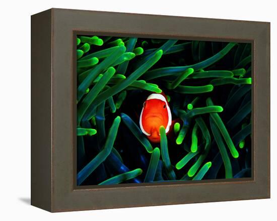 Clown Fish (Amphiprion Ocellaris)-Andrea Ferrari-Framed Premier Image Canvas