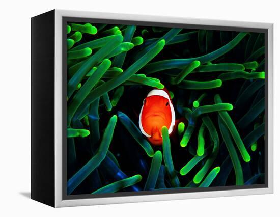 Clown Fish (Amphiprion Ocellaris)-Andrea Ferrari-Framed Premier Image Canvas