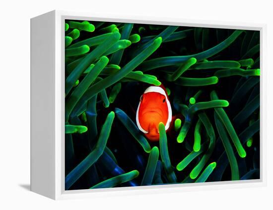 Clown Fish (Amphiprion Ocellaris)-Andrea Ferrari-Framed Premier Image Canvas