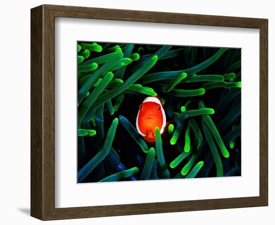 Clown Fish (Amphiprion Ocellaris)-Andrea Ferrari-Framed Premium Photographic Print