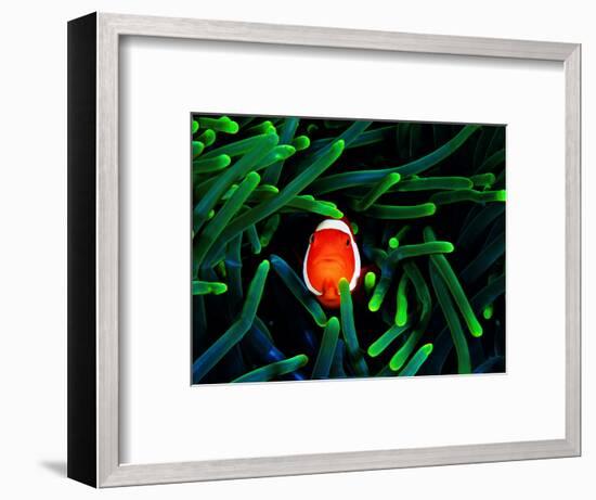 Clown Fish (Amphiprion Ocellaris)-Andrea Ferrari-Framed Premium Photographic Print