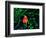 Clown Fish (Amphiprion Ocellaris)-Andrea Ferrari-Framed Premium Photographic Print