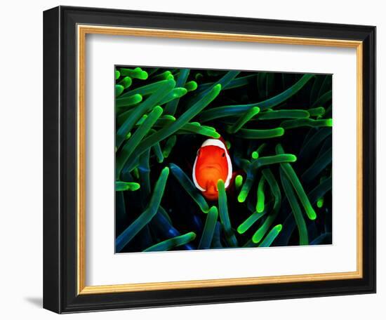 Clown Fish (Amphiprion Ocellaris)-Andrea Ferrari-Framed Premium Photographic Print