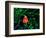 Clown Fish (Amphiprion Ocellaris)-Andrea Ferrari-Framed Premium Photographic Print