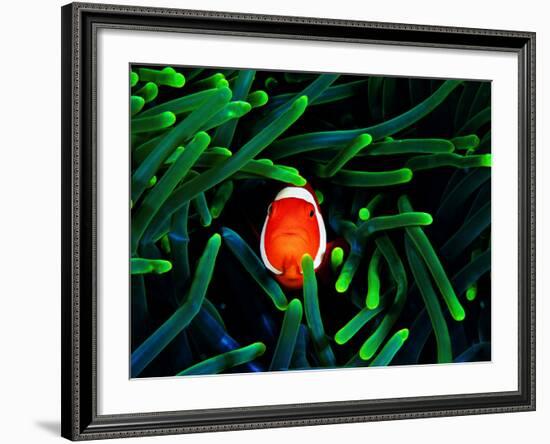 Clown Fish (Amphiprion Ocellaris)-Andrea Ferrari-Framed Photographic Print