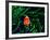 Clown Fish (Amphiprion Ocellaris)-Andrea Ferrari-Framed Photographic Print