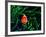 Clown Fish (Amphiprion Ocellaris)-Andrea Ferrari-Framed Photographic Print