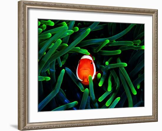 Clown Fish (Amphiprion Ocellaris)-Andrea Ferrari-Framed Photographic Print