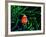 Clown Fish (Amphiprion Ocellaris)-Andrea Ferrari-Framed Photographic Print