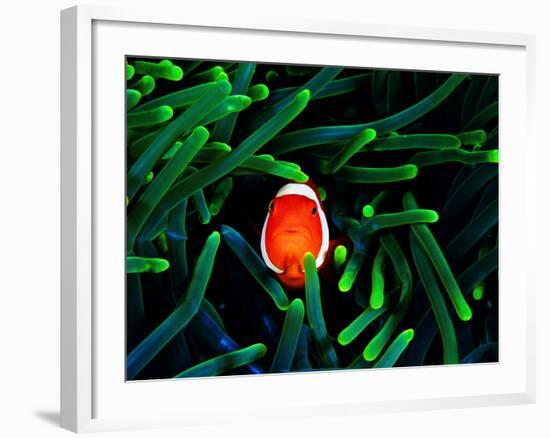 Clown Fish (Amphiprion Ocellaris)-Andrea Ferrari-Framed Photographic Print