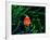 Clown Fish (Amphiprion Ocellaris)-Andrea Ferrari-Framed Photographic Print