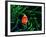 Clown Fish (Amphiprion Ocellaris)-Andrea Ferrari-Framed Photographic Print