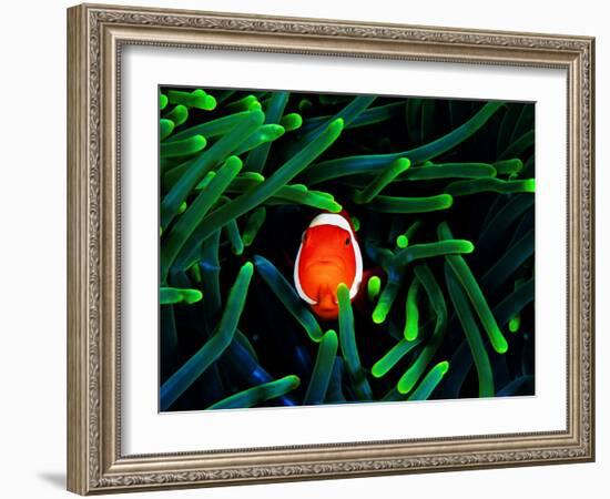 Clown Fish (Amphiprion Ocellaris)-Andrea Ferrari-Framed Photographic Print