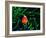 Clown Fish (Amphiprion Ocellaris)-Andrea Ferrari-Framed Photographic Print