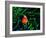 Clown Fish (Amphiprion Ocellaris)-Andrea Ferrari-Framed Photographic Print