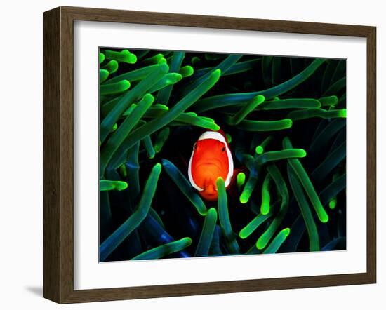 Clown Fish (Amphiprion Ocellaris)-Andrea Ferrari-Framed Photographic Print