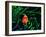 Clown Fish (Amphiprion Ocellaris)-Andrea Ferrari-Framed Photographic Print