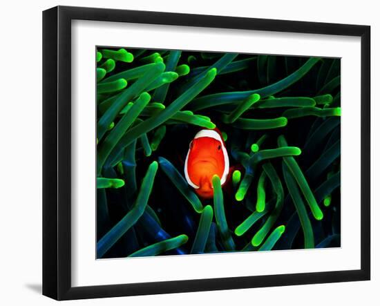 Clown Fish (Amphiprion Ocellaris)-Andrea Ferrari-Framed Photographic Print