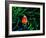 Clown Fish (Amphiprion Ocellaris)-Andrea Ferrari-Framed Photographic Print