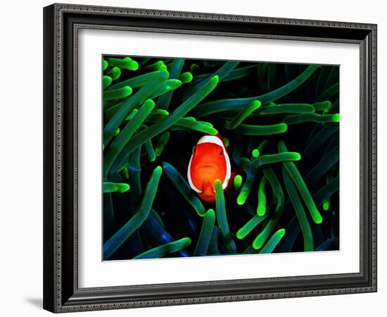 Clown Fish (Amphiprion Ocellaris)-Andrea Ferrari-Framed Photographic Print