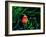 Clown Fish (Amphiprion Ocellaris)-Andrea Ferrari-Framed Photographic Print