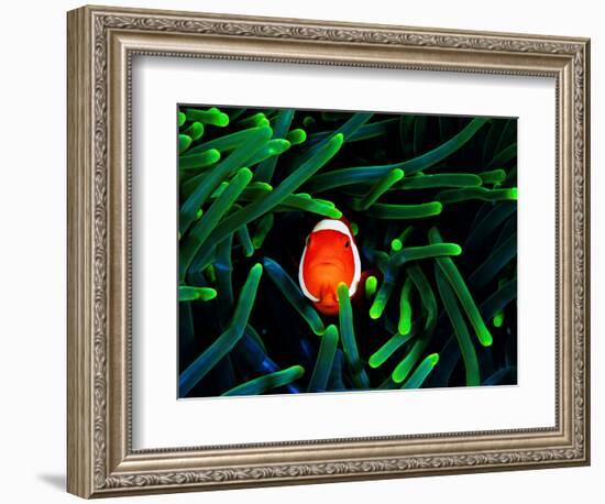 Clown Fish (Amphiprion Ocellaris)-Andrea Ferrari-Framed Photographic Print