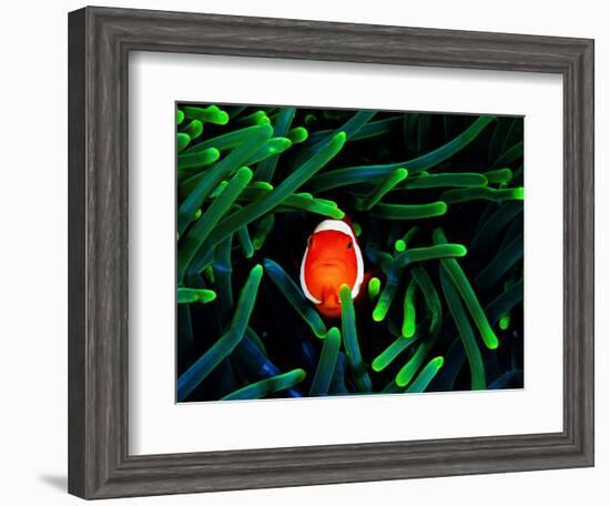 Clown Fish (Amphiprion Ocellaris)-Andrea Ferrari-Framed Photographic Print