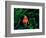 Clown Fish (Amphiprion Ocellaris)-Andrea Ferrari-Framed Photographic Print