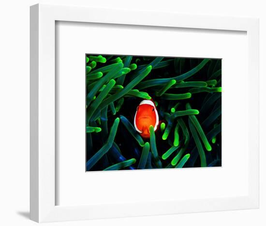 Clown Fish (Amphiprion Ocellaris)-Andrea Ferrari-Framed Photographic Print