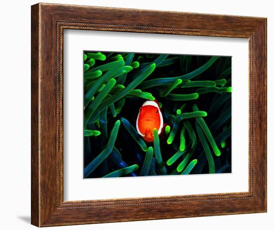 Clown Fish (Amphiprion Ocellaris)-Andrea Ferrari-Framed Photographic Print