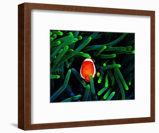 Clown Fish (Amphiprion Ocellaris)-Andrea Ferrari-Framed Photographic Print