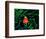 Clown Fish (Amphiprion Ocellaris)-Andrea Ferrari-Framed Photographic Print