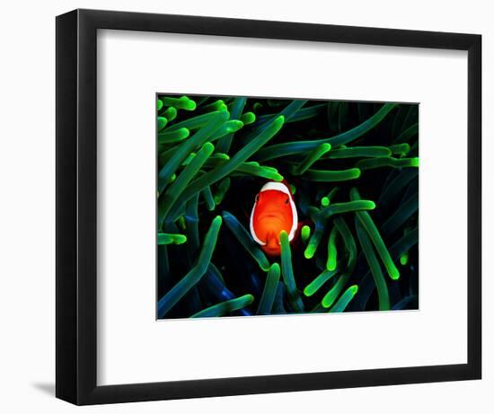 Clown Fish (Amphiprion Ocellaris)-Andrea Ferrari-Framed Photographic Print