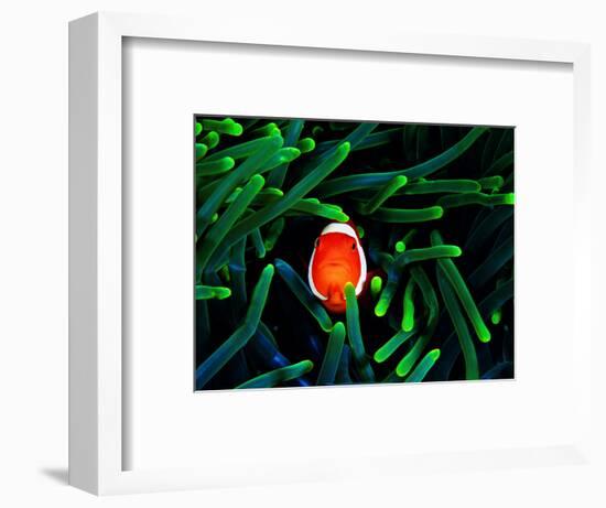 Clown Fish (Amphiprion Ocellaris)-Andrea Ferrari-Framed Photographic Print