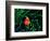 Clown Fish (Amphiprion Ocellaris)-Andrea Ferrari-Framed Photographic Print