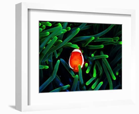 Clown Fish (Amphiprion Ocellaris)-Andrea Ferrari-Framed Photographic Print